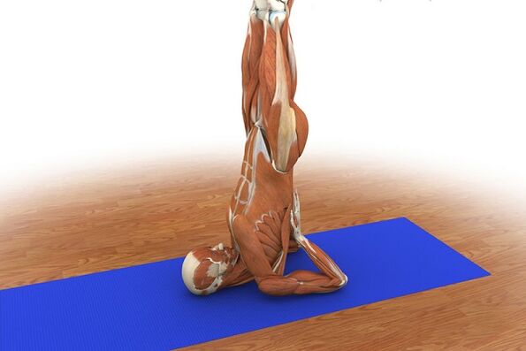 Ejercicio para la potencia Abedul